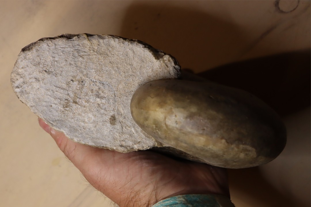 nautile: Cenoceras striatum (Sowerby) carixien  Fresnay le Puceux, 14 – FRANCE