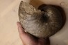 nautile: Cenoceras striatum (Sowerby) carixien Fresnay le Puceux, 14 – FRANCE