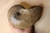 nautile: Cenoceras striatum (Sowerby) carixien Fresnay le Puceux, 14 – FRANCE