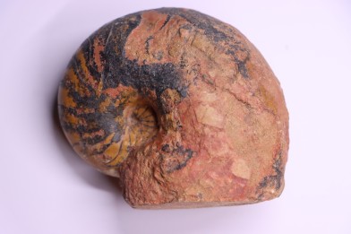 nautile:  Cenoceras  lineolatum - aalenien - Belmont– FRANCE