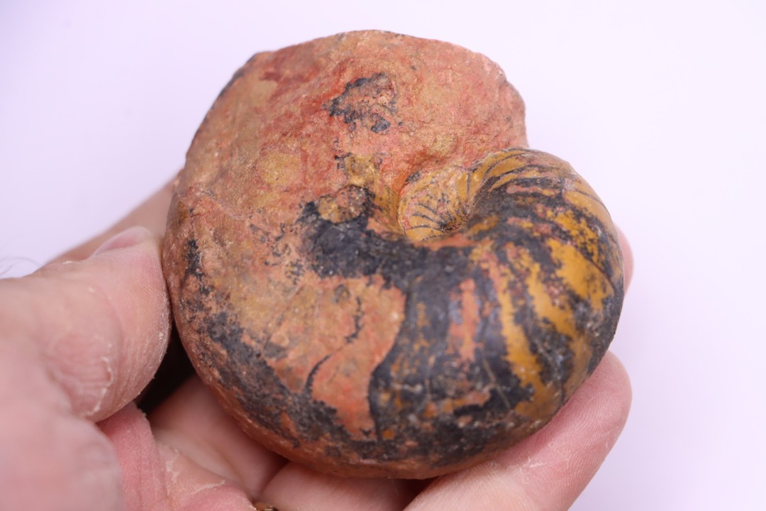 nautile:  Cenoceras  lineolatum - aalenien - Belmont– FRANCE