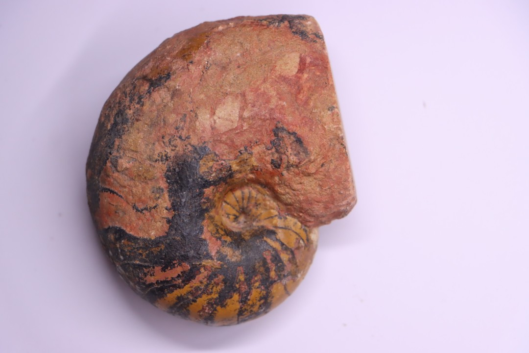 nautile:  Cenoceras  lineolatum - aalenien - Belmont– FRANCE