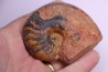 nautile: Cenoceras lineolatum - aalenien - Belmont– FRANCE