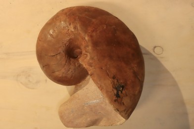 nautile:  Metacenoceras  majesticum (Tintant)  aalenien  Belmont– FRANCE
