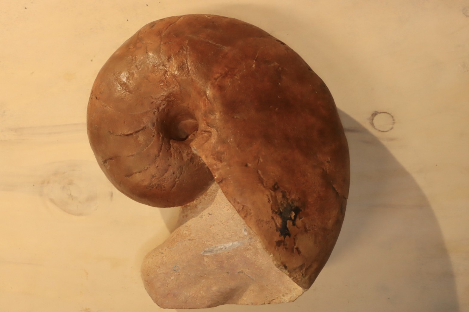 nautile: Metacenoceras majesticum (Tintant) aalenien Belmont– FRANCE