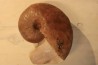 nautile: Metacenoceras majesticum (Tintant) aalenien Belmont– FRANCE