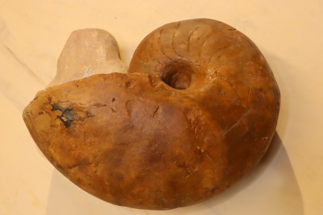 nautile:  Metacenoceras  majesticum (Tintant)  aalenien  Belmont– FRANCE