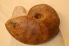 nautile: Metacenoceras majesticum (Tintant) aalenien Belmont– FRANCE