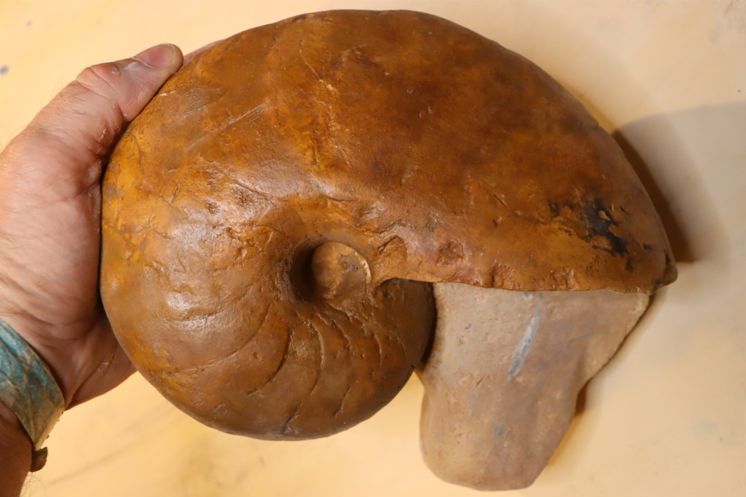 nautile:  Metacenoceras  majesticum (Tintant)  aalenien  Belmont– FRANCE
