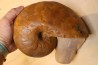 nautile: Metacenoceras majesticum (Tintant) aalenien Belmont– FRANCE