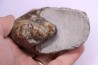 nautile: EUTREPHOCERAS BOUCHARDIANUM Albien moyen - carriere Courcelles, Troyes, Aube, FRANCE