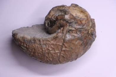 nautile:  EUTREPHOCERAS BOUCHARDIANUM Albien moyen  - carriere Courcelles,  Troyes, Aube, FRANCE