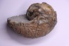 nautile: EUTREPHOCERAS BOUCHARDIANUM Albien moyen - carriere Courcelles, Troyes, Aube, FRANCE