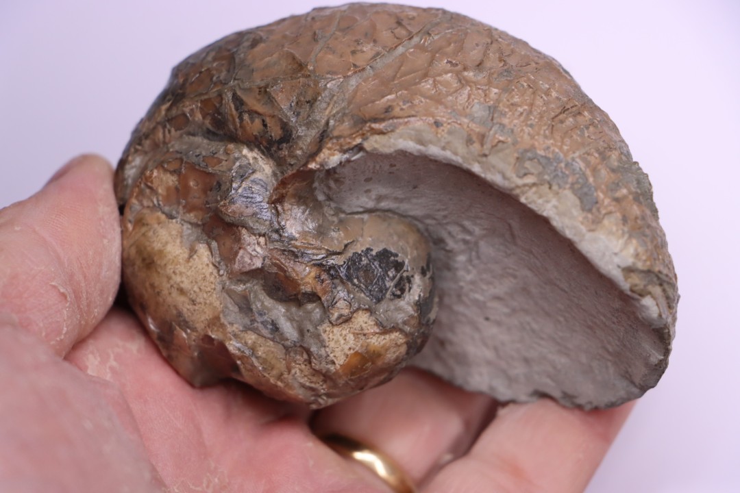 nautile:  EUTREPHOCERAS BOUCHARDIANUM Albien moyen  - carriere Courcelles,  Troyes, Aube, FRANCE
