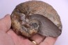 nautile: EUTREPHOCERAS BOUCHARDIANUM Albien moyen - carriere Courcelles, Troyes, Aube, FRANCE