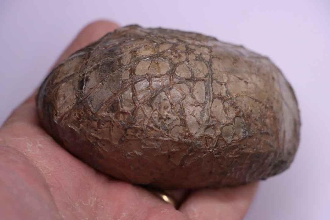nautile:  EUTREPHOCERAS BOUCHARDIANUM Albien moyen  - carriere Courcelles,  Troyes, Aube, FRANCE