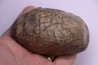 nautile: EUTREPHOCERAS BOUCHARDIANUM Albien moyen - carriere Courcelles, Troyes, Aube, FRANCE