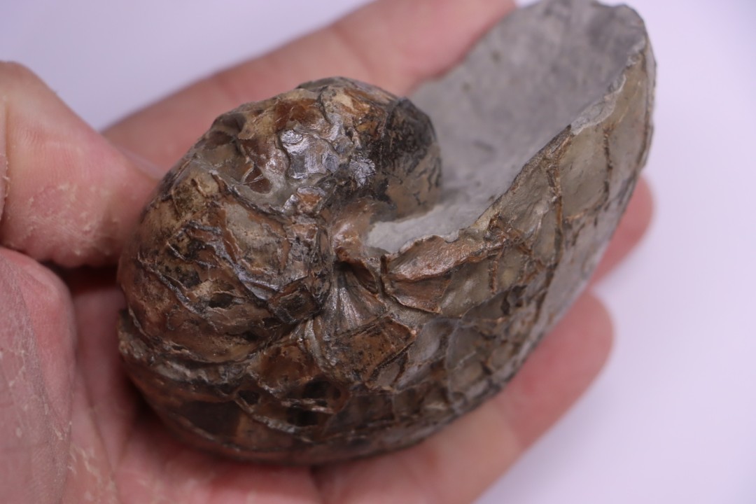 nautile:  EUTREPHOCERAS BOUCHARDIANUM Albien moyen  - carriere Courcelles,  Troyes, Aube, FRANCE