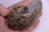 nautile: EUTREPHOCERAS BOUCHARDIANUM Albien moyen - carriere Courcelles, Troyes, Aube, FRANCE