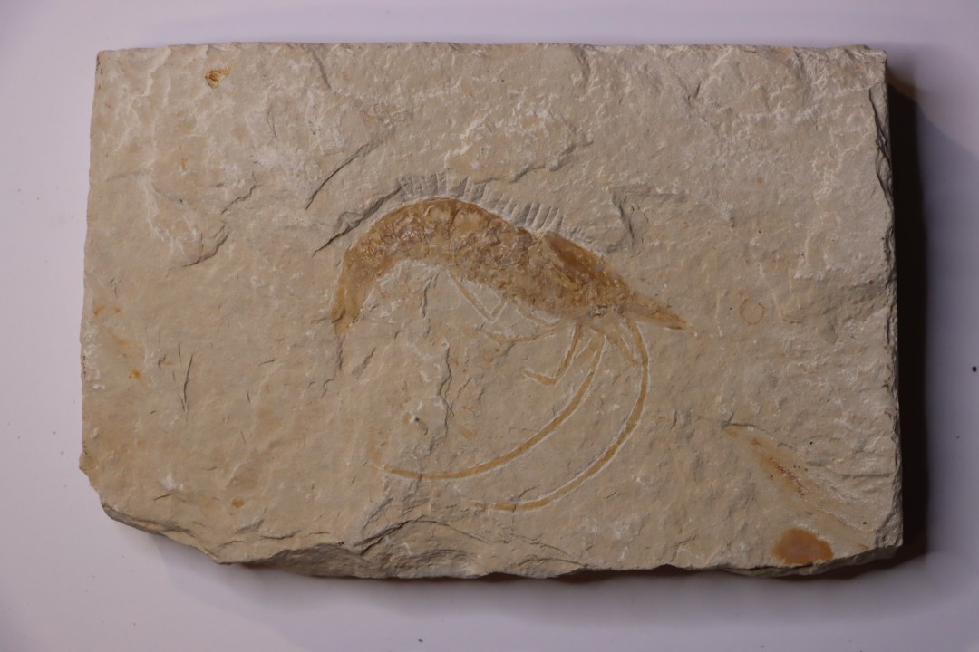 CARPOPENAEUS CALLIROSTRIS (Glaessner, 1945) - Cénomanian - Hgula - Byblos - LIBANON