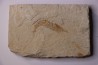 CARPOPENAEUS CALLIROSTRIS (Glaessner, 1945) - Cénomanien - Hgula - LIBAN