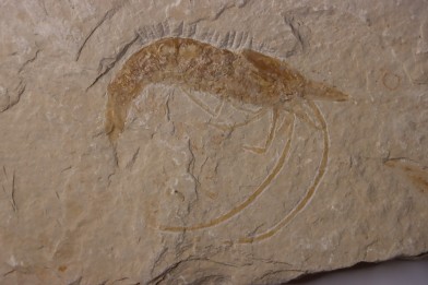 CARPOPENAEUS CALLIROSTRIS (Glaessner, 1945) - Cénomanien - Hgula - LIBAN