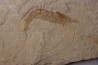 CARPOPENAEUS CALLIROSTRIS (Glaessner, 1945) - Cénomanian - Hgula - Byblos - LIBANON