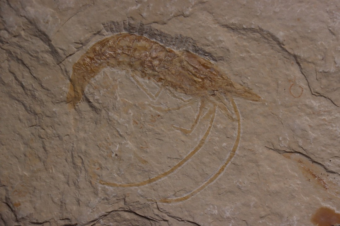 CARPOPENAEUS CALLIROSTRIS (Glaessner, 1945) - Cénomanian - Hgula - Byblos - LIBANON