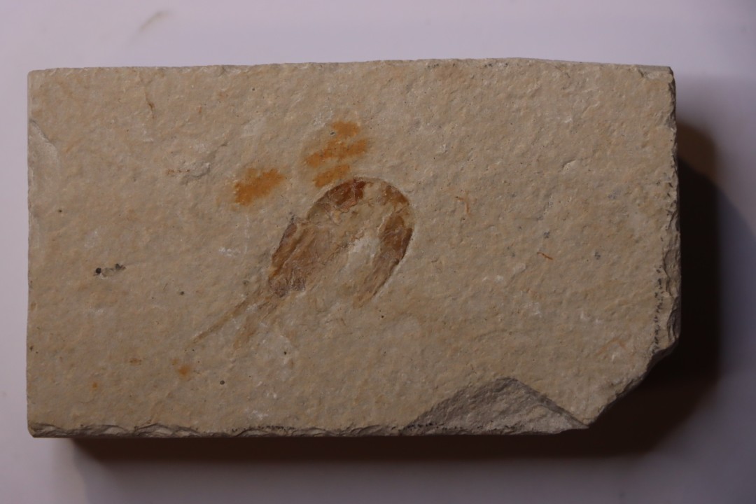 CARPOPENAEUS CALLIROSTRIS (Glaessner, 1945) - Cénomanian - Hgula - Byblos - LIBANON