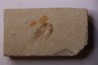 CARPOPENAEUS CALLIROSTRIS (Glaessner, 1945) - Cénomanian - Hgula - Byblos - LIBANON