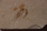 CARPOPENAEUS CALLIROSTRIS (Glaessner, 1945) - Cénomanian - Hgula - Byblos - LIBANON