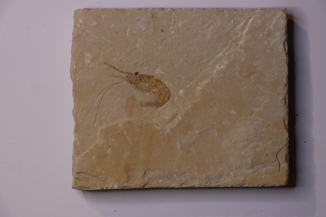 CARPOPENAEUS CALLIROSTRIS (Glaessner, 1945) - Cénomanian - Hgula - Byblos - LIBANON