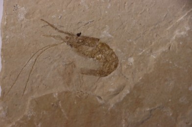 CARPOPENAEUS CALLIROSTRIS (Glaessner, 1945) - Cénomanien - Hgula - LIBAN