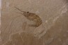 CARPOPENAEUS CALLIROSTRIS (Glaessner, 1945) - Cénomanien - Hgula - LIBAN