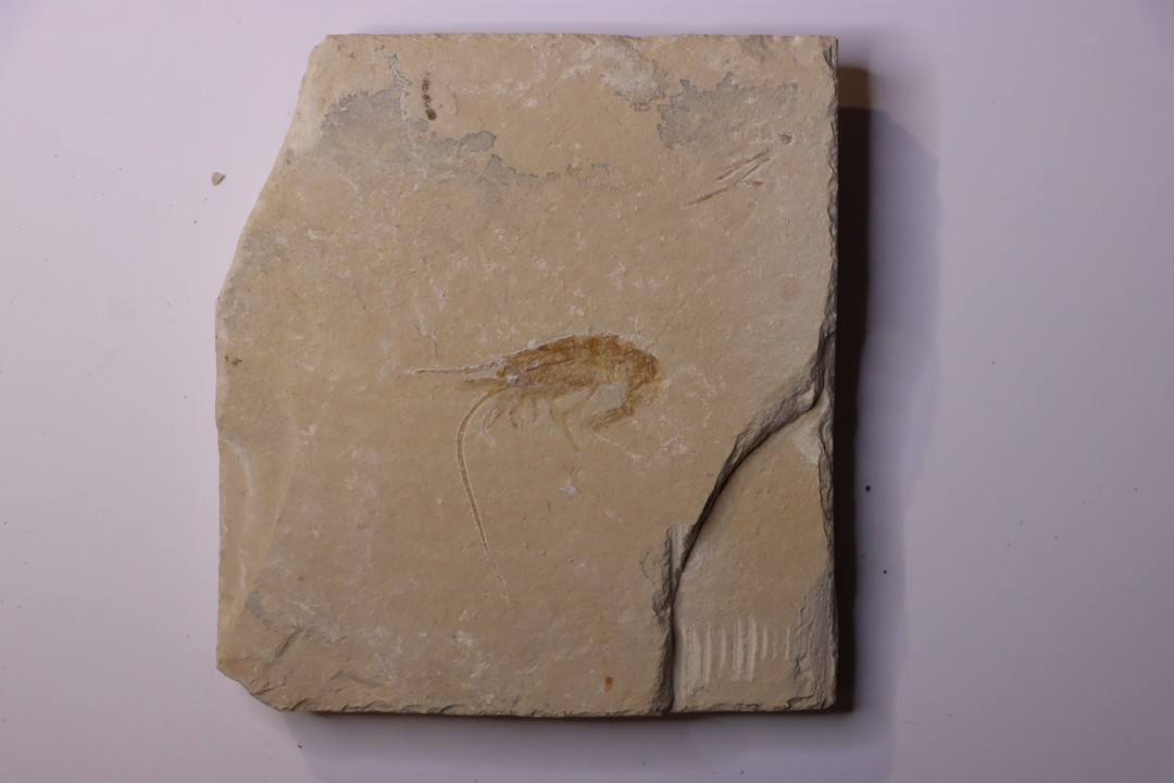 CARPOPENAEUS CALLIROSTRIS (Glaessner, 1945) - Cénomanien - Hgula - LIBAN