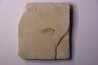 CARPOPENAEUS CALLIROSTRIS (Glaessner, 1945) - Cénomanian - Hgula - Byblos - LIBANON