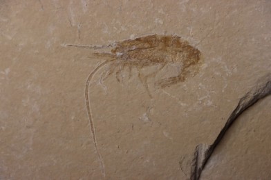 CARPOPENAEUS CALLIROSTRIS (Glaessner, 1945) - Cénomanian - Hgula - Byblos - LIBANON