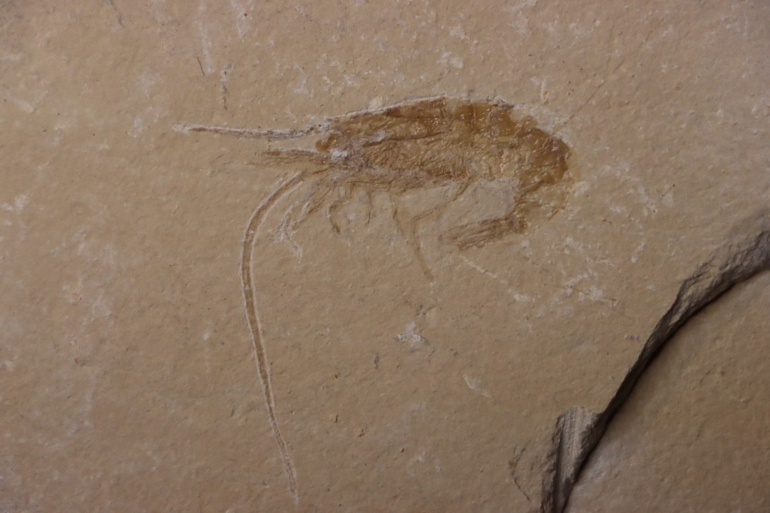 CARPOPENAEUS CALLIROSTRIS (Glaessner, 1945) - Cénomanien - Hgula - LIBAN