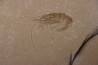 CARPOPENAEUS CALLIROSTRIS (Glaessner, 1945) - Cénomanian - Hgula - Byblos - LIBANON