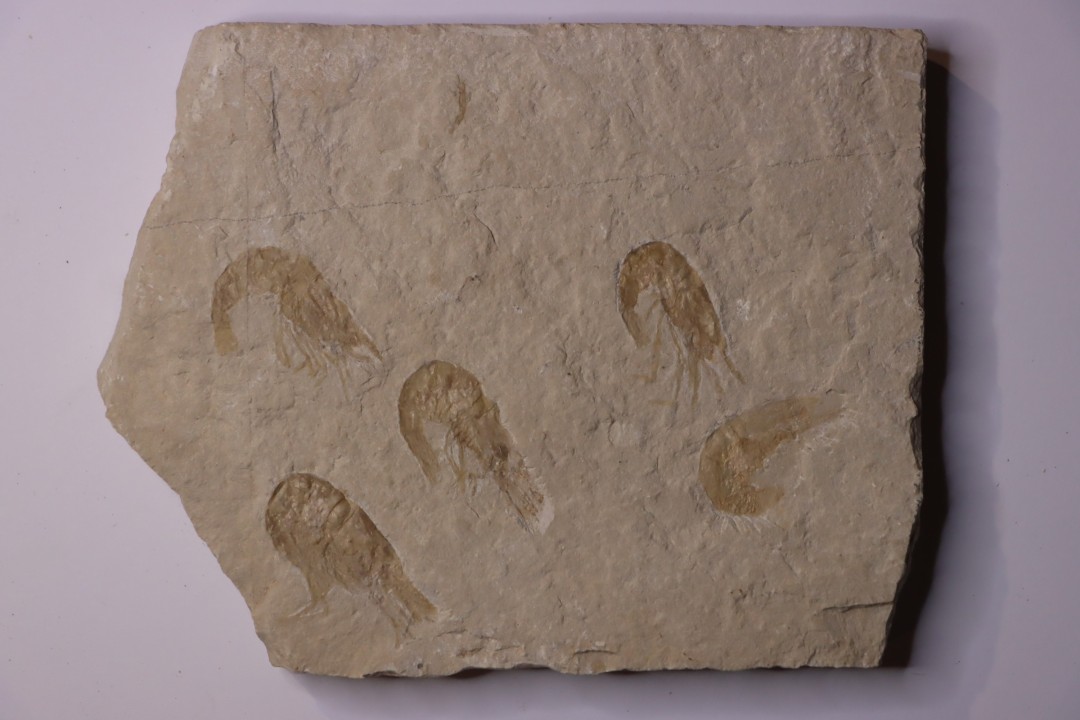CARPOPENAEUS CALLIROSTRIS (Glaessner, 1945) - Cénomanian - Hgula - Byblos - LIBANON