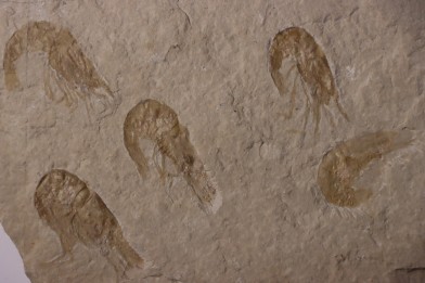 CARPOPENAEUS CALLIROSTRIS (Glaessner, 1945) - Cénomanien - Hgula - LIBAN