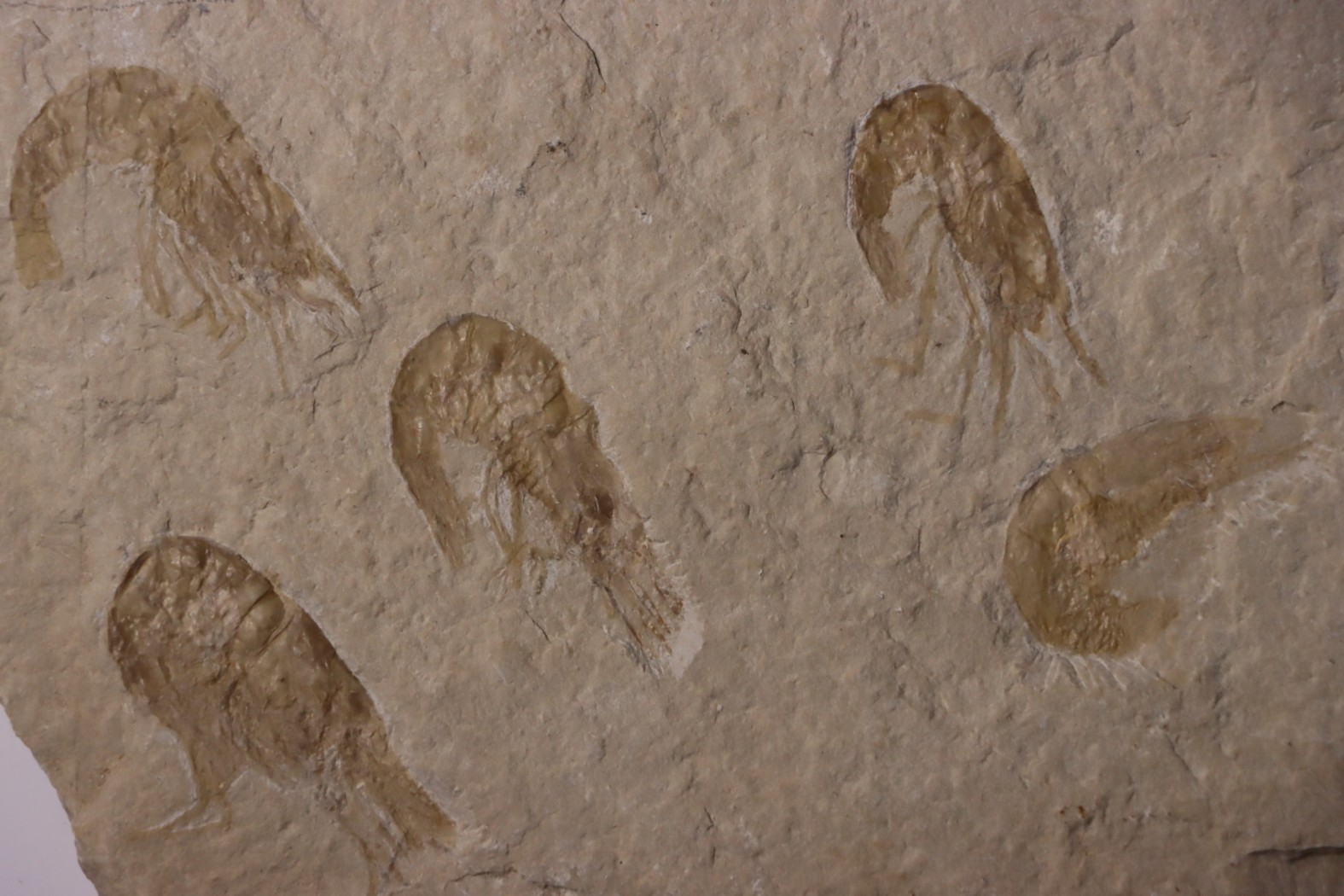 CARPOPENAEUS CALLIROSTRIS (Glaessner, 1945) - Cénomanian - Hgula - Byblos - LIBANON