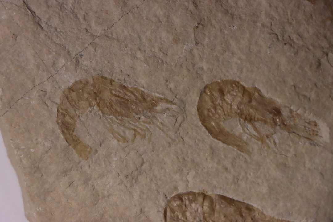CARPOPENAEUS CALLIROSTRIS (Glaessner, 1945) - Cénomanian - Hgula - Byblos - LIBANON
