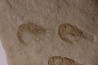 CARPOPENAEUS CALLIROSTRIS (Glaessner, 1945) - Cénomanien - Hgula - LIBAN