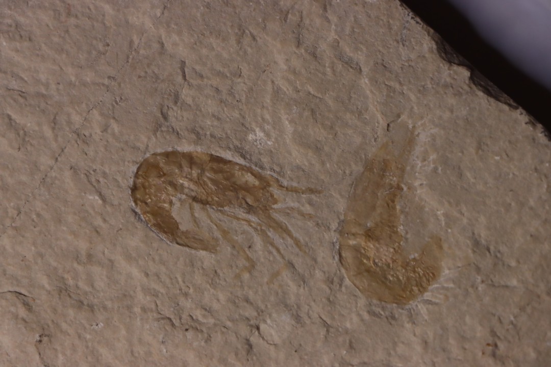 CARPOPENAEUS CALLIROSTRIS (Glaessner, 1945) - Cénomanian - Hgula - Byblos - LIBANON