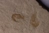 CARPOPENAEUS CALLIROSTRIS (Glaessner, 1945) - Cénomanian - Hgula - Byblos - LIBANON