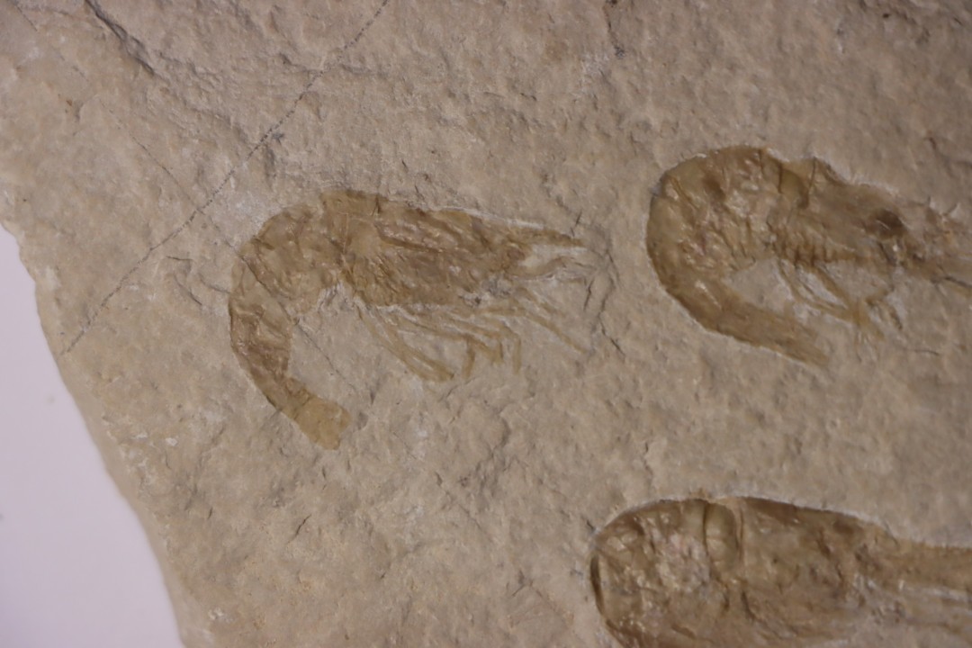 CARPOPENAEUS CALLIROSTRIS (Glaessner, 1945) - Cénomanian - Hgula - Byblos - LIBANON
