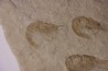CARPOPENAEUS CALLIROSTRIS (Glaessner, 1945) - Cénomanian - Hgula - Byblos - LIBANON