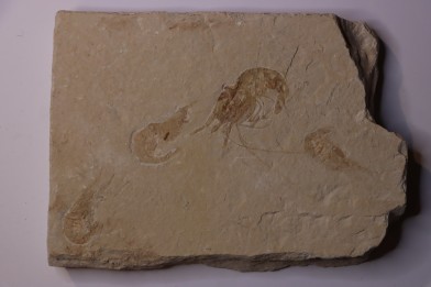 CARPOPENAEUS CALLIROSTRIS (Glaessner, 1945) - Cénomanien - Hgula - LIBAN