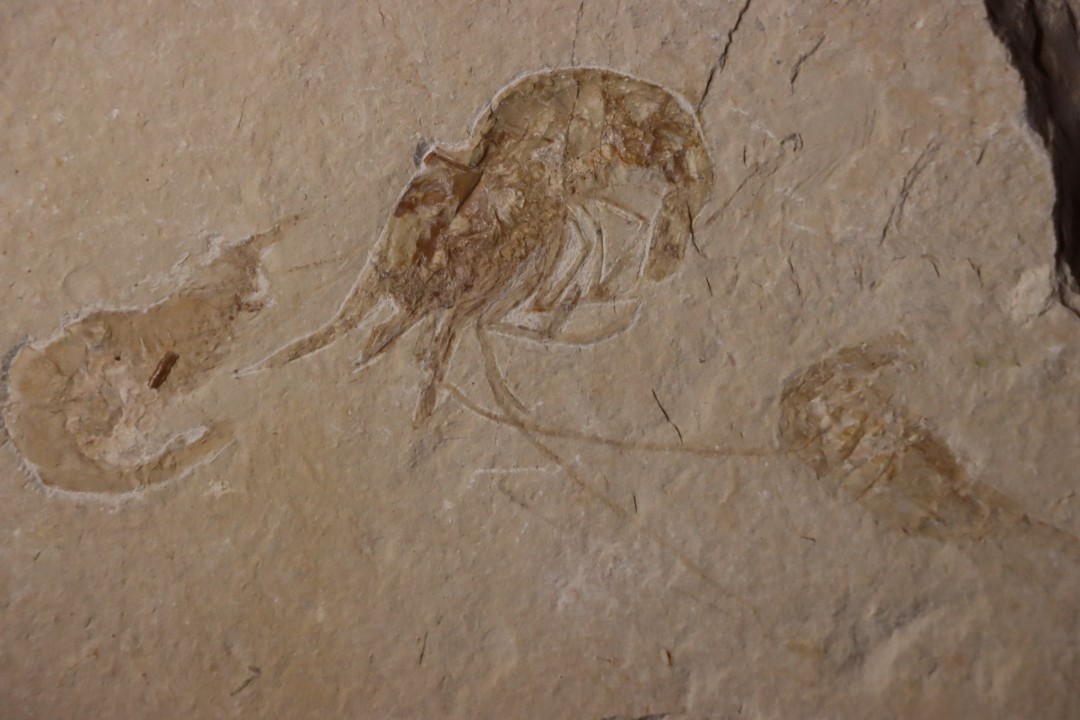 CARPOPENAEUS CALLIROSTRIS (Glaessner, 1945) - Cénomanian - Hgula - Byblos - LIBANON